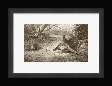 Framed Pheasant Print