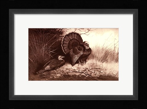 Framed Wild Turkey Print