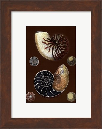 Framed Shells on Cocoa I Print