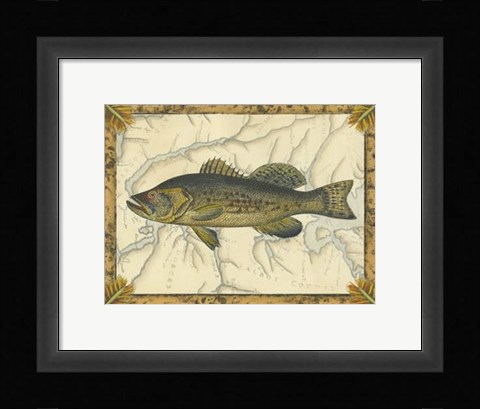Framed Black Bass on Map Print