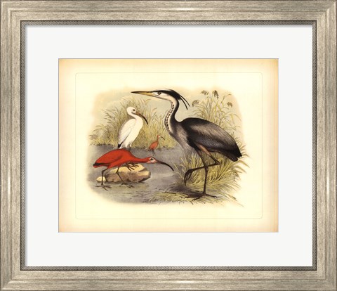 Framed Heron &amp; Ibis Print