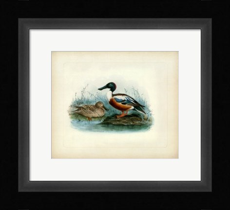 Framed Shoveler Print