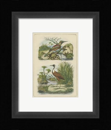 Framed Exotic Birds III Print