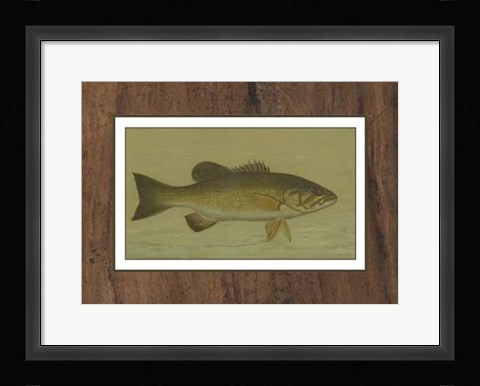Framed Small-mouthed Black Bass Print