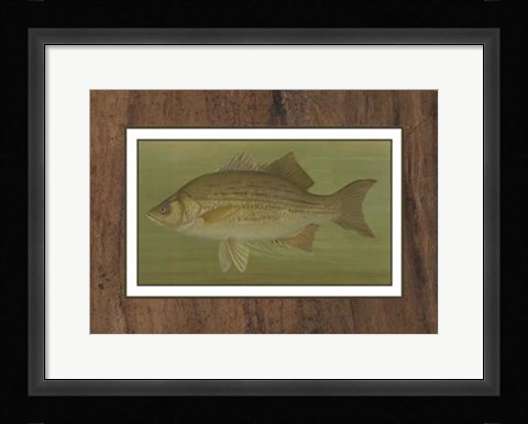 Framed White or Silver Bass Print