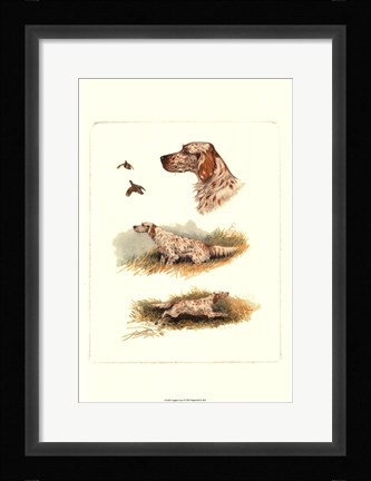 Framed English Setter Print