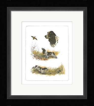 Framed Cocker Spaniel Print