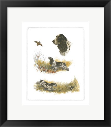 Framed Cocker Spaniel Print