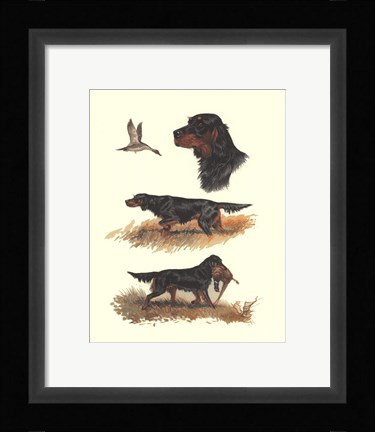 Framed Gordon Setter Print