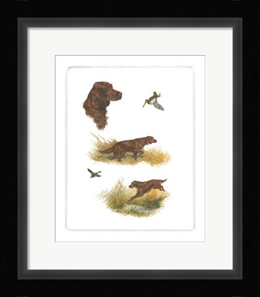 Framed Irish Setter Print