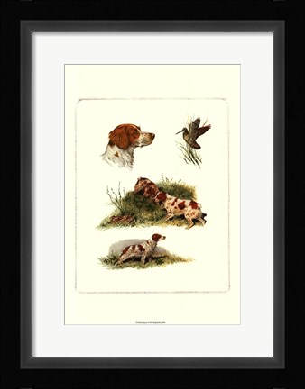 Framed Brittany Print