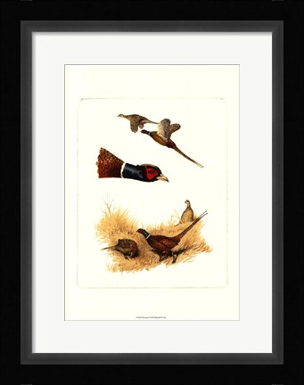 Framed Pheasants Print