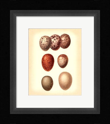 Framed Bird Egg Study I Print