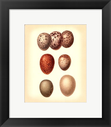 Framed Bird Egg Study I Print