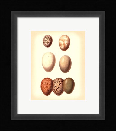 Framed Bird Egg Study II Print