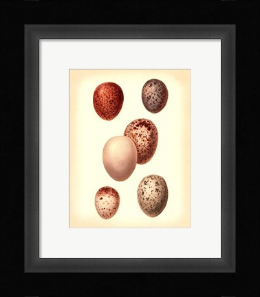 Framed Bird Egg Study III Print