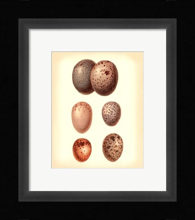 Framed Bird Egg Study IV Print