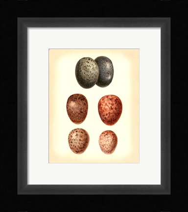 Framed Bird Egg Study V Print