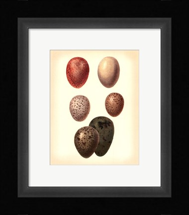 Framed Bird Egg Study VI Print