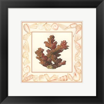 Framed Coral with Shell Border II Print