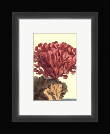Framed Coral by the Sea IV Print