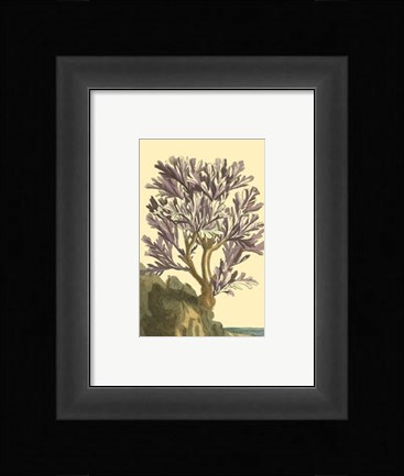 Framed Coral by the Sea V Print