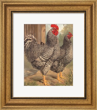Framed Cassell&#39;s Roosters II Print