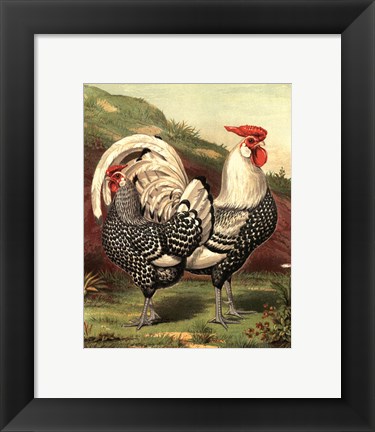Framed Cassell&#39;s Roosters III Print