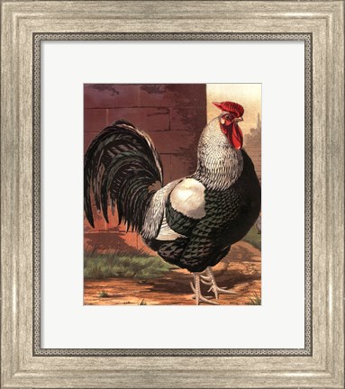 Framed Cassell&#39;s Roosters IV Print