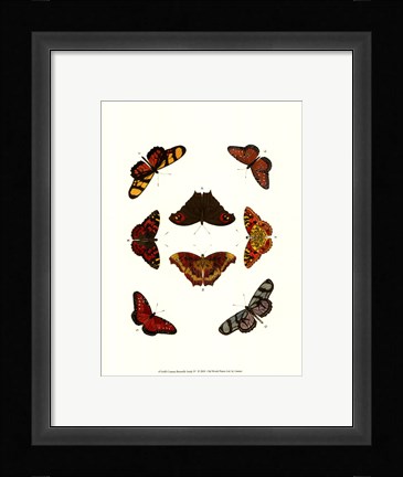 Framed Butterfly Study IV Print
