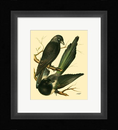 Framed Domestic Bird Family V Print
