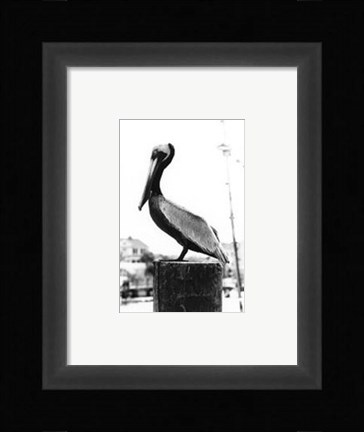 Framed Pelican Perch Print