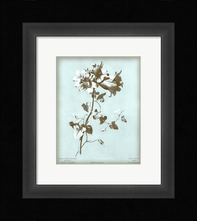 Framed Amaryllis on Blue Print