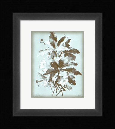 Framed Ellebore on Blue Print