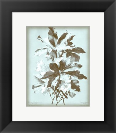 Framed Ellebore on Blue Print