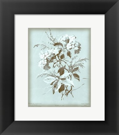 Framed Hydrangea on Blue Print