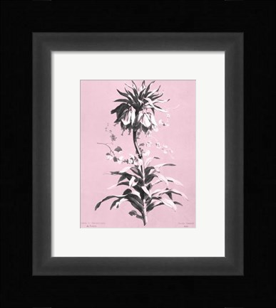 Framed Imperiale on Pink Print