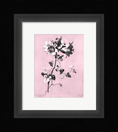 Framed Amaryllis on Pink Print