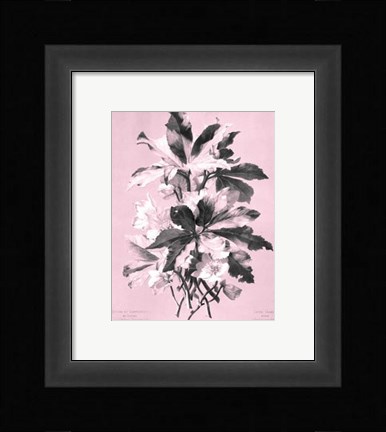 Framed Ellebore on Pink Print
