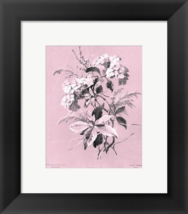 Framed Hydrangea on Pink Print