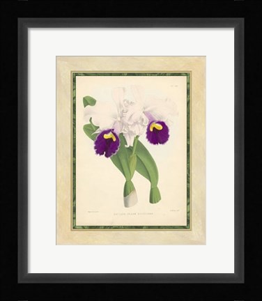 Framed Orchid I Print
