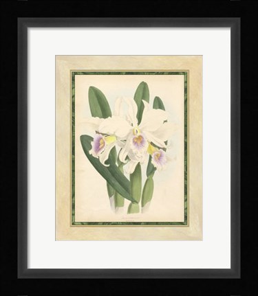 Framed Orchid II Print