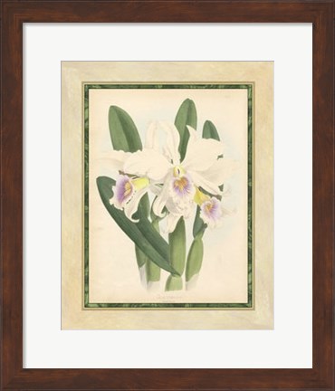 Framed Orchid II Print
