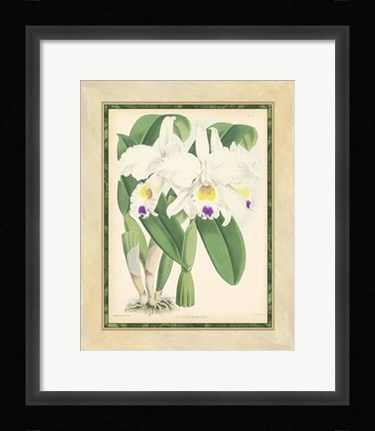 Framed Orchid III Print