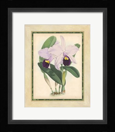 Framed Orchid IV Print