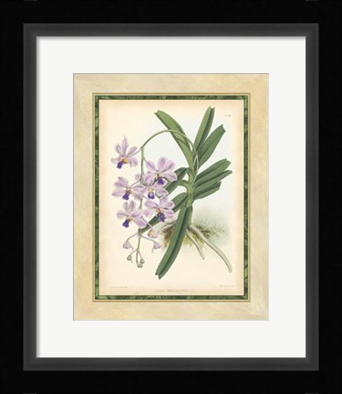 Framed Orchid V Print