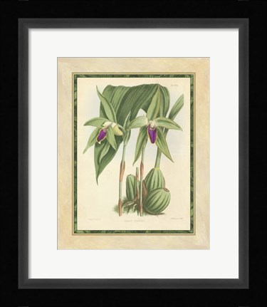 Framed Orchid VI Print