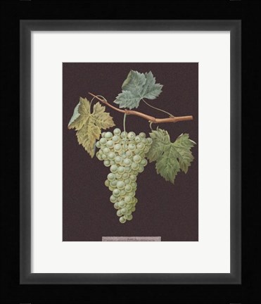 Framed White Grapes Print