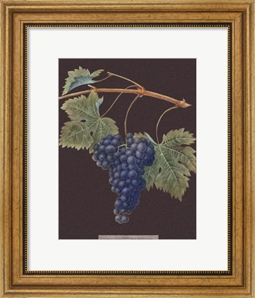 Framed Purple Grapes Print