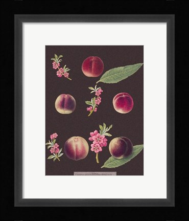 Framed Peaches Print